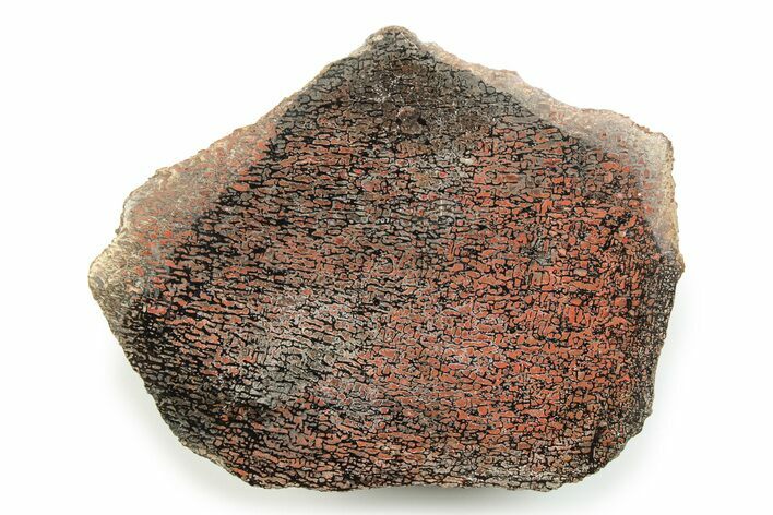 Polished Dinosaur Bone (Gembone) Section - Utah #246246